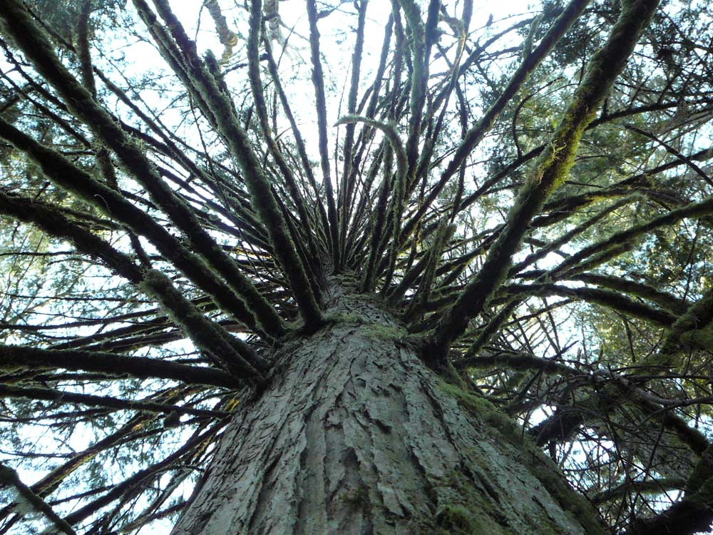 Photography by SteelMonkey for DesignCrowd (Community Contests) | Design #9016610