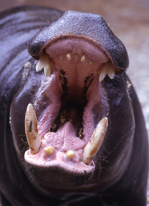 Photographie par Chandler pour DesignCrowd (Community Contests) | Design #9019399