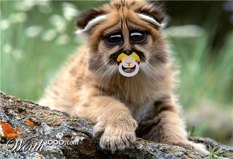 Photoshop Design by comsubin