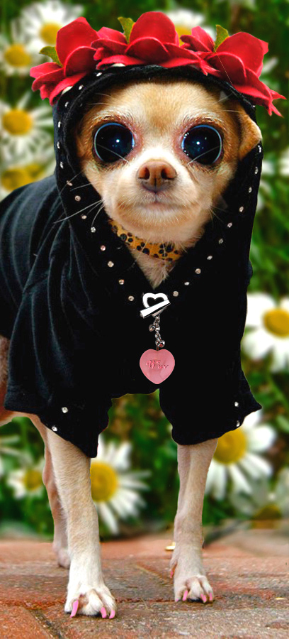 Photoshop Design by ozplasmic for DesignCrowd (Community Contests) | Design #9015224