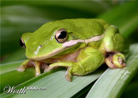 Photography by starrwalker