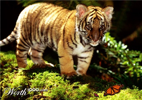 Photoshop Design by JoelAA