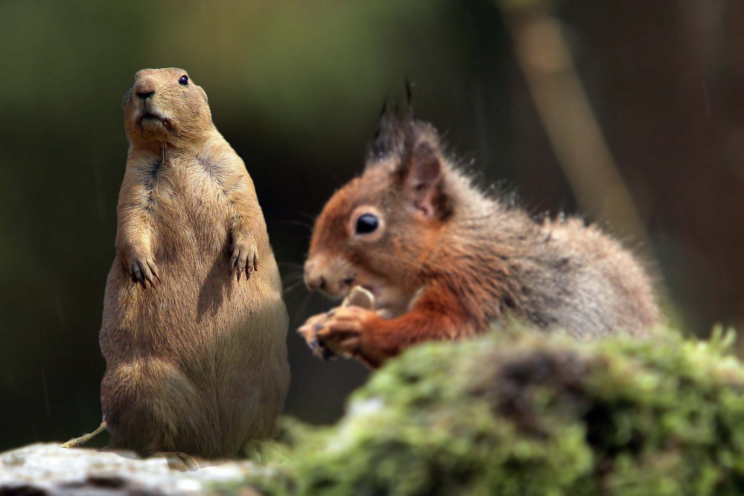 Photoshop Design by ravicreative for DesignCrowd (Community Contests) | Design #9015298