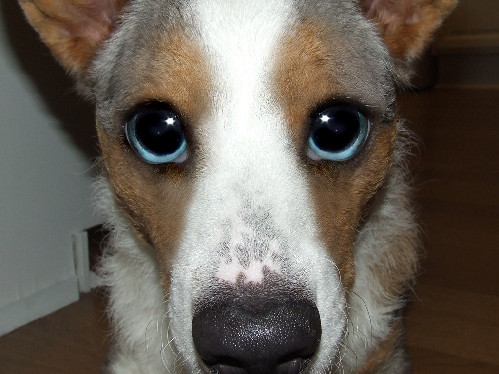 Photoshop Design by DoberWolf331 for DesignCrowd (Community Contests) | Design #9015378