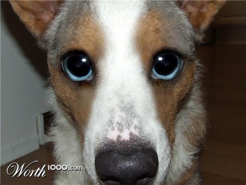 Photoshop Design by DoberWolf331