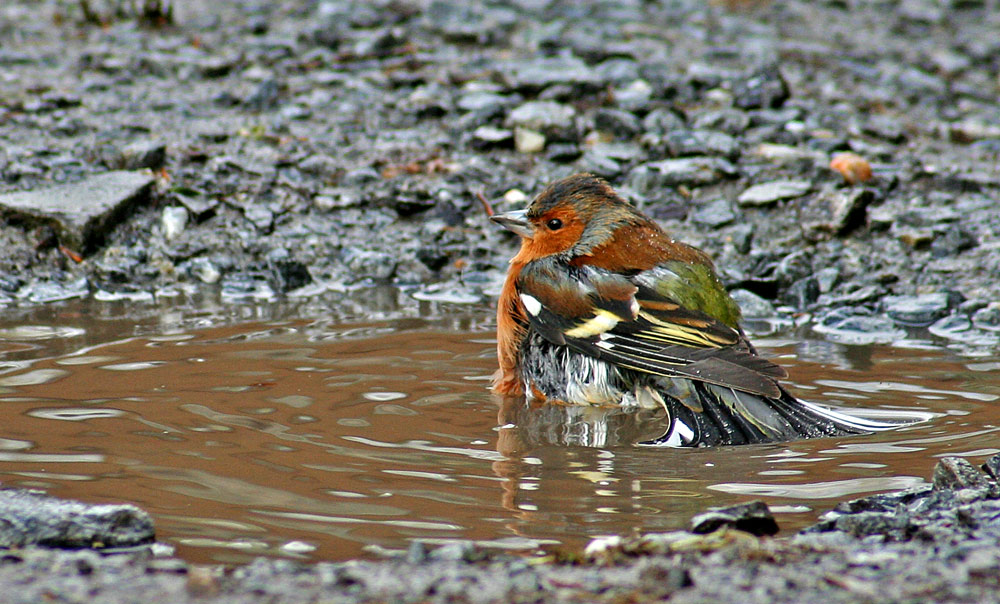 Photographie par Massie pour DesignCrowd (Community Contests) | Design #9019406