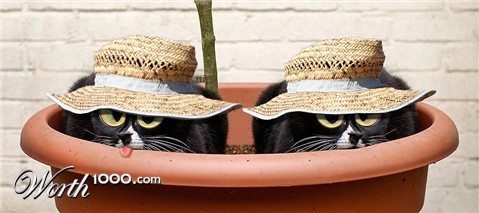 Photoshop Design by RickLaMesa