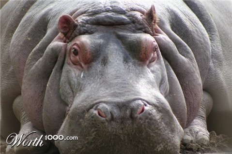 Photography by CookieMunster