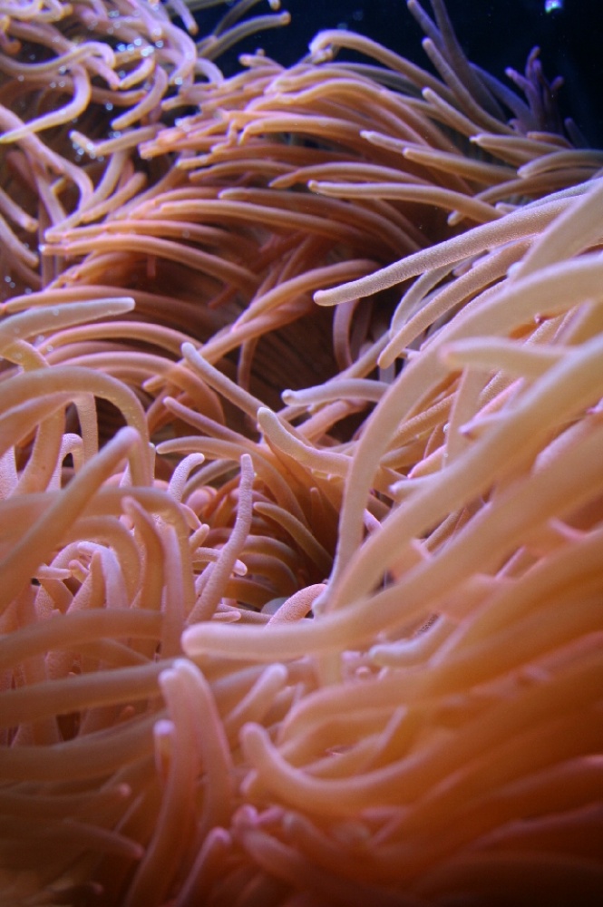 Photography by starshimmer for DesignCrowd (Community Contests) | Design #9019560