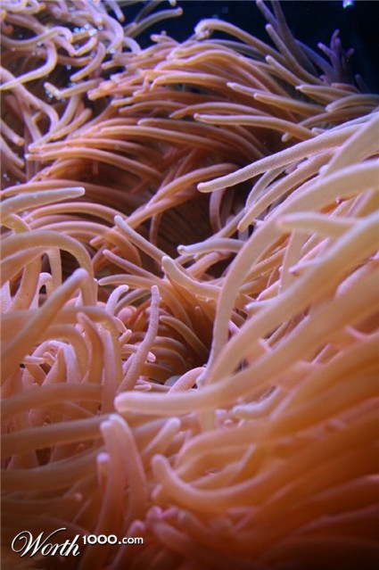 Photography by starshimmer