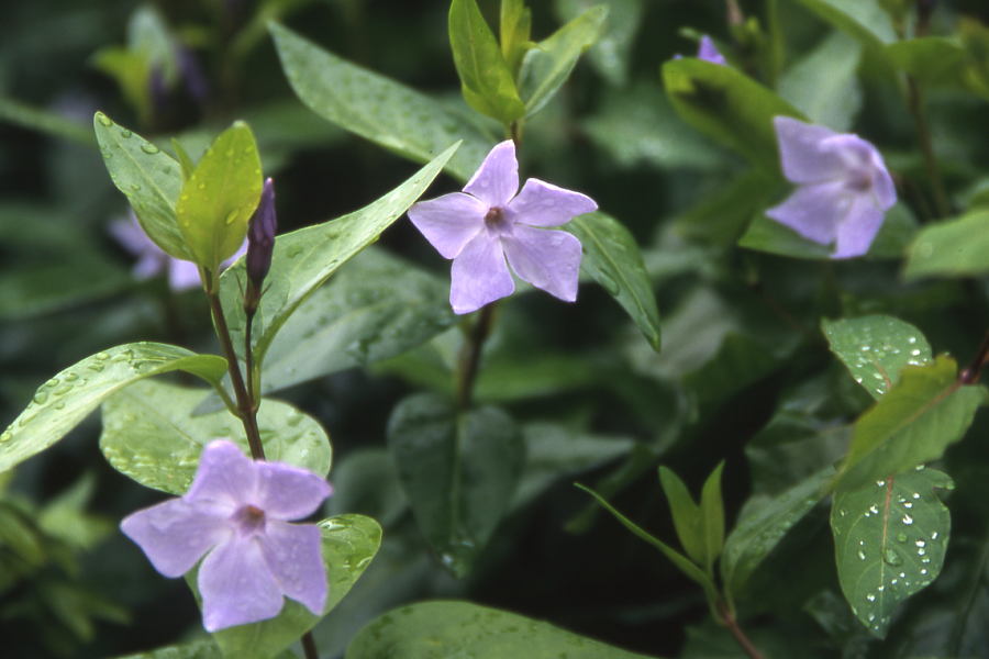 Fotografía por Rambis para DesignCrowd (Community Contests) | Diseño #9018055