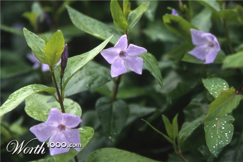 Photography by Rambis