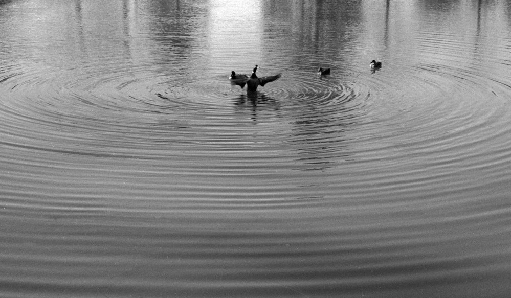 Photography by scarpino36109 for DesignCrowd (Community Contests) | Design #9019482