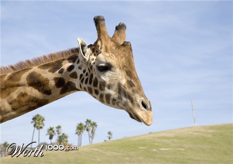 Photography by georgethedog