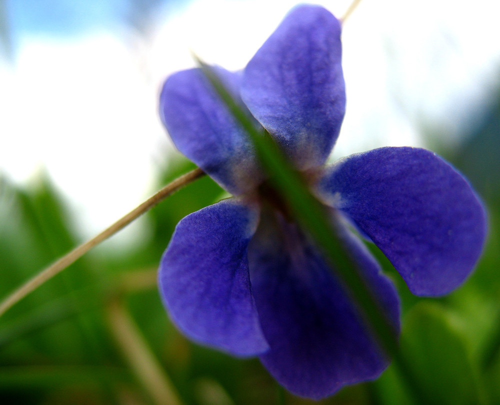 Photography by ruxa2na for DesignCrowd (Community Contests) | Design #9018064