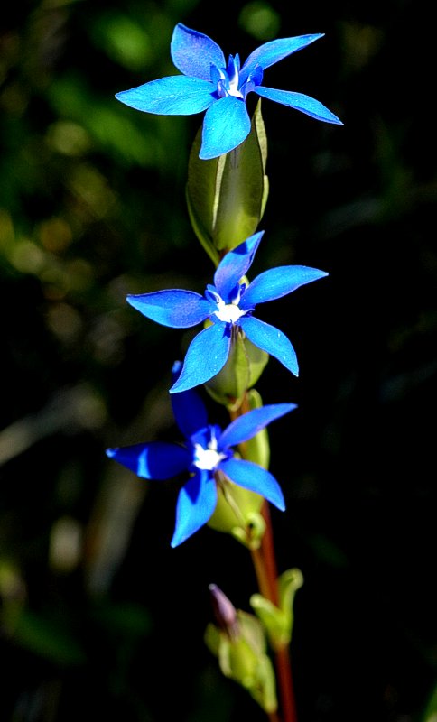 Fotografía por montagna para DesignCrowd (Community Contests) | Diseño #9018128