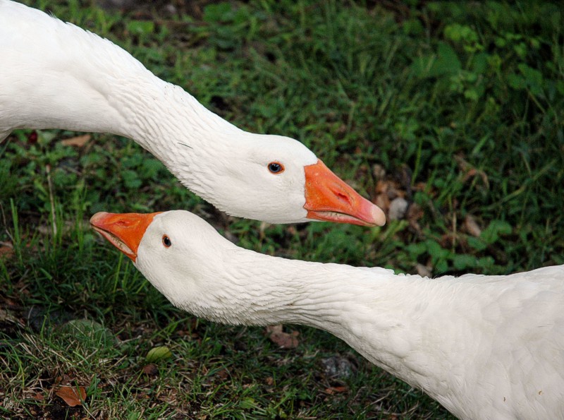 Photography by montagna for DesignCrowd (Community Contests) | Design #9016753