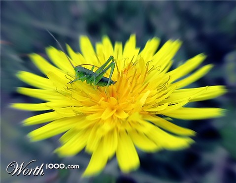 Photography by Firenzesca