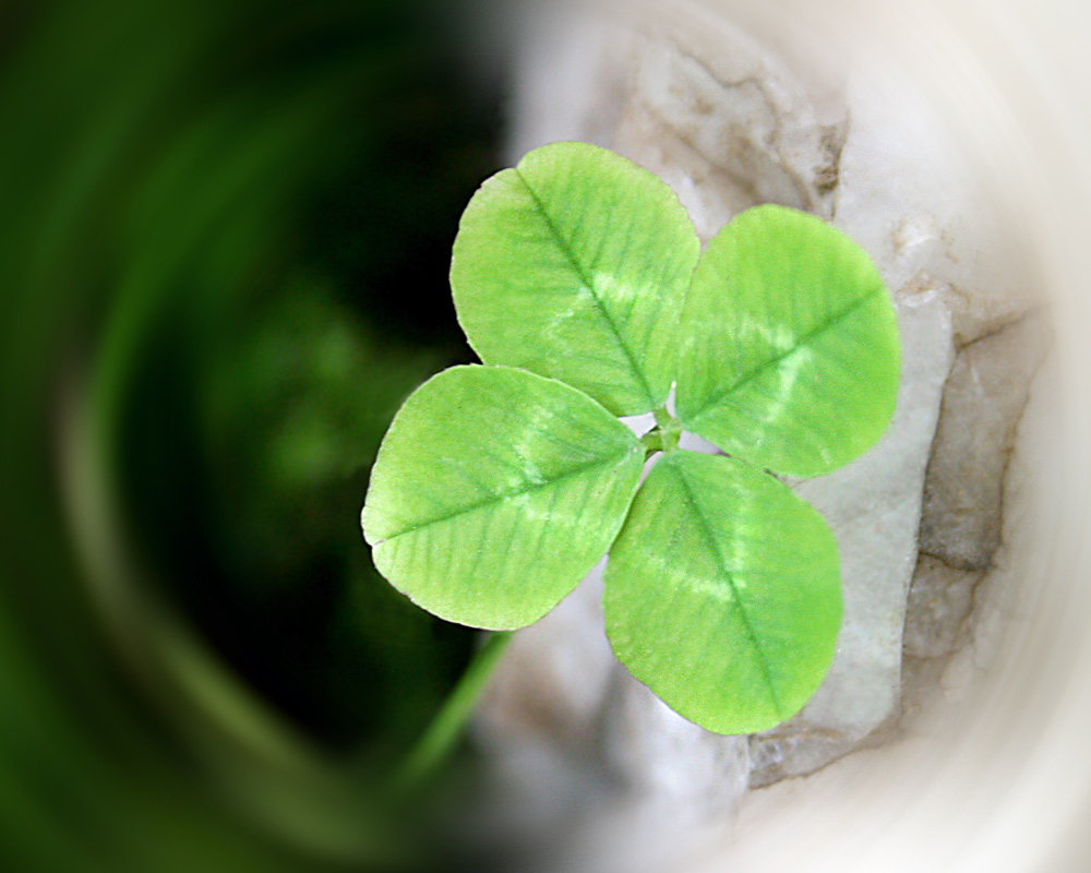 Photography by starrwalker for DesignCrowd (Community Contests) | Design #9021104