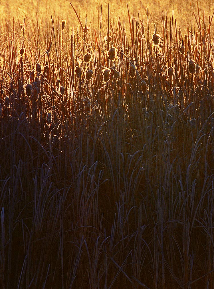 Photography by cshutt for DesignCrowd (Community Contests) | Design #9017100