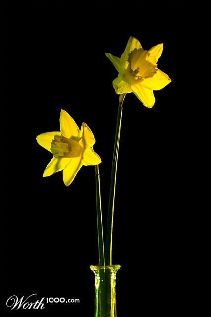 Photography by egonlinden