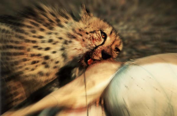 Photographie par skipperw pour DesignCrowd (Community Contests) | Design #9021122