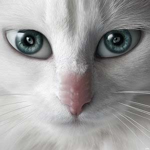 Photoshop Design by Elisenda for DesignCrowd (Community Contests) | Design #9019116