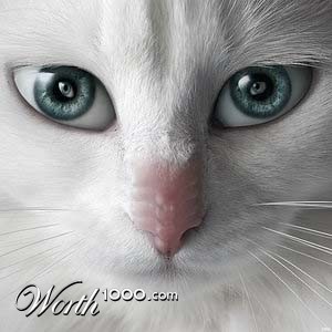 Photoshop Design by Elisenda