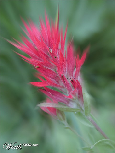 Photography by cakeladybarb