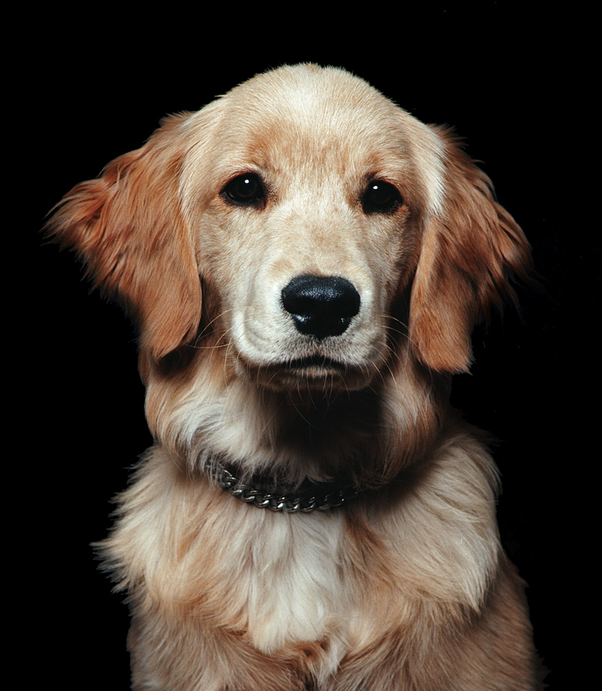 Fotografía por northman para DesignCrowd (Community Contests) | Diseño #9020565