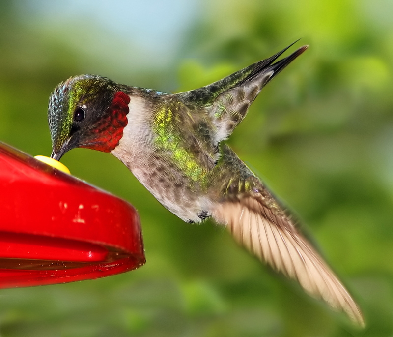 Photoshop Design by Sassydeb for DesignCrowd (Community Contests) | Design #9019159