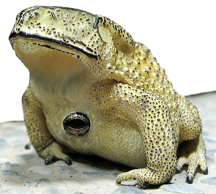 Photoshop Design by ManjushaVO for DesignCrowd (Community Contests) | Design #9019188