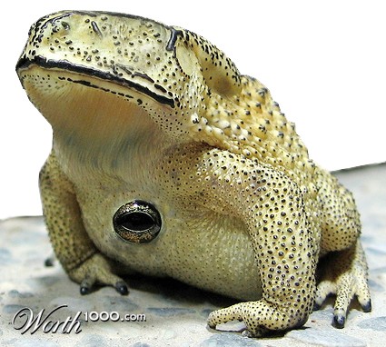 Photoshop Design by ManjushaVO