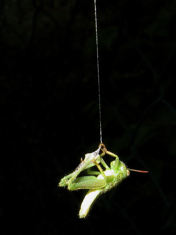 Fotografie von Firenzesca für DesignCrowd (Community Contests) | Design #9020561