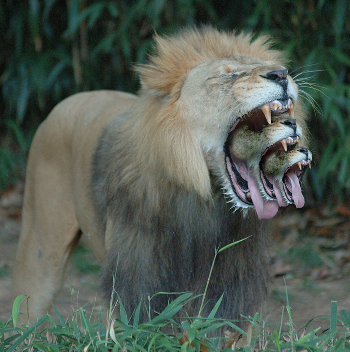 Design Photoshop par dungbeetle pour DesignCrowd (Community Contests) | Design #9019277