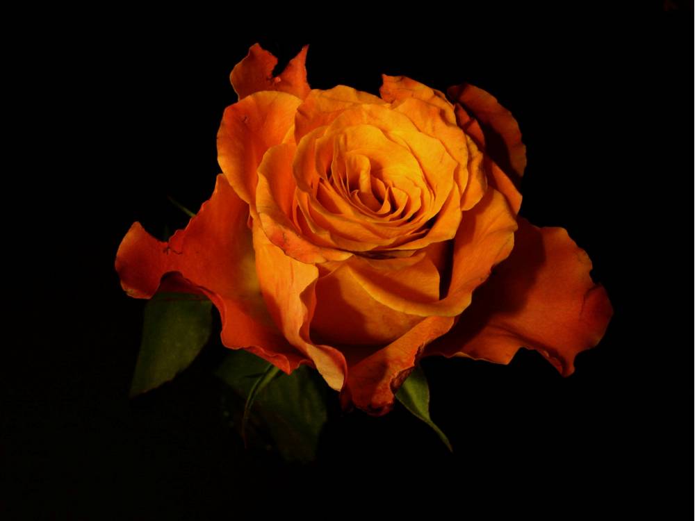 Photographie par Berilu pour DesignCrowd (Community Contests) | Design #9020583