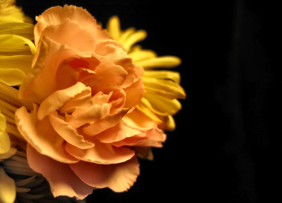 Photography by Larah McElroy for DesignCrowd (Community Contests) | Design #9020606