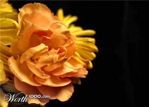 Photography by Larah McElroy