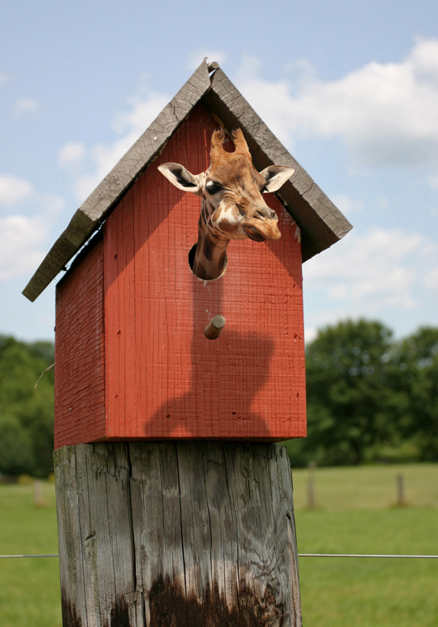 Photoshop Design by Eladine for DesignCrowd (Community Contests) | Design #9015106