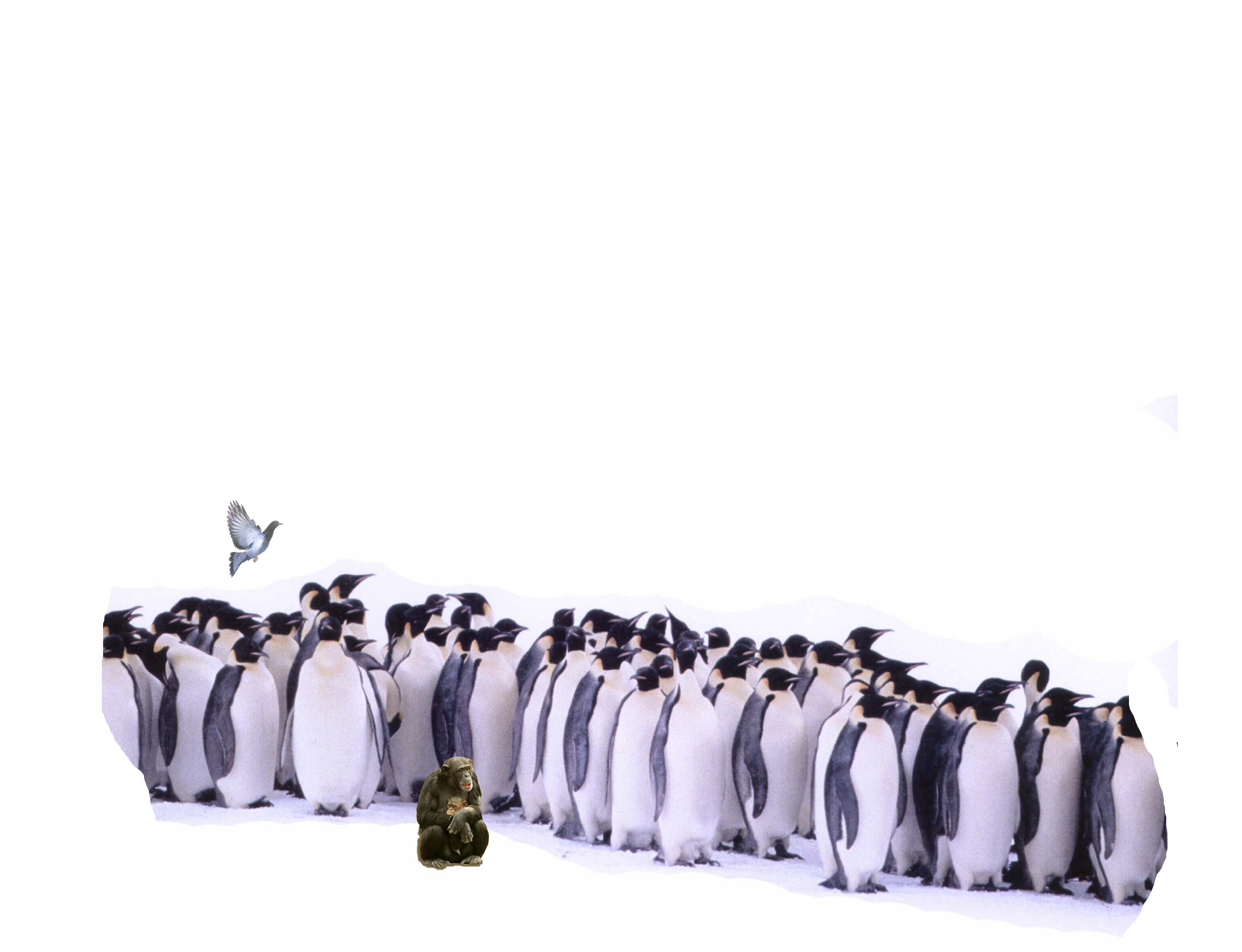 Photoshop Design by almostcrime for DesignCrowd (Community Contests) | Design #9015111