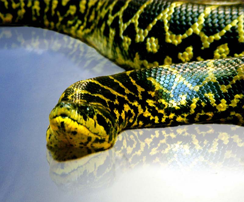 Photoshop-Design von controlfreak für DesignCrowd (Community Contests) | Design #9015131