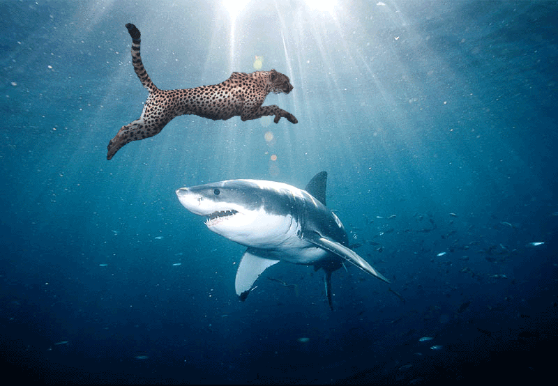 Photoshop-Design von crazynut19 für DesignCrowd (Community Contests) | Design #9015197