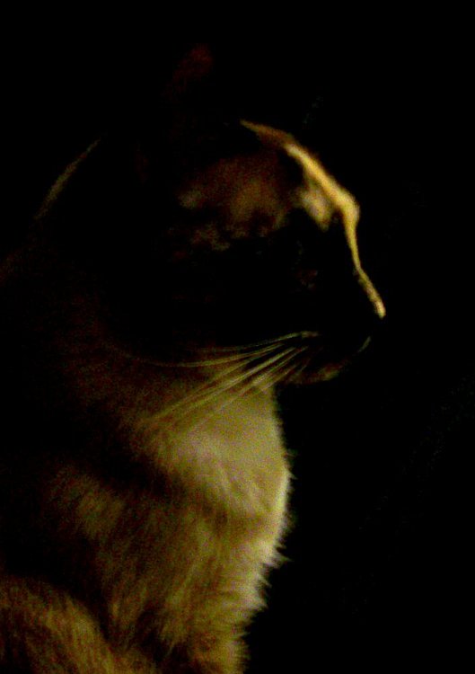 Photography by cassieniccole for DesignCrowd (Community Contests) | Design #9020637