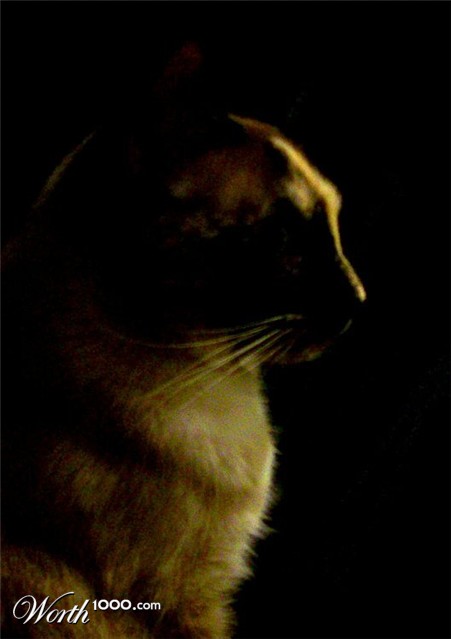 Photography by cassieniccole