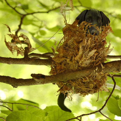 Photoshop Design by blackarrow7 for DesignCrowd (Community Contests) | Design #9015282