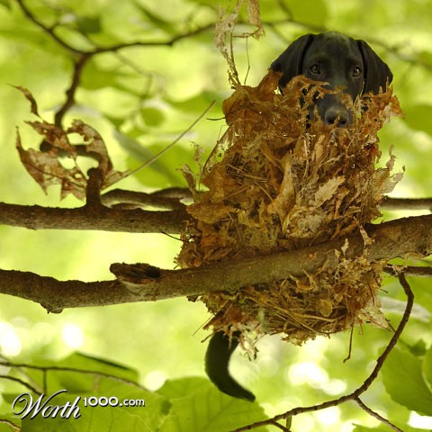 Photoshop Design by blackarrow7