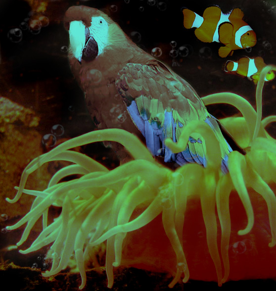 Photoshop Design by luimenta for DesignCrowd (Community Contests) | Design #9015230