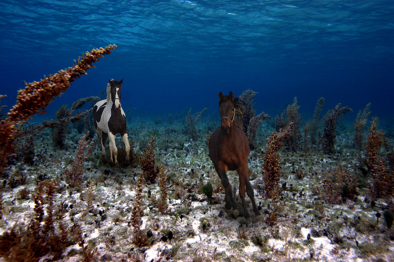 Design Photoshop par dehlius pour DesignCrowd (Community Contests) | Design #9015232