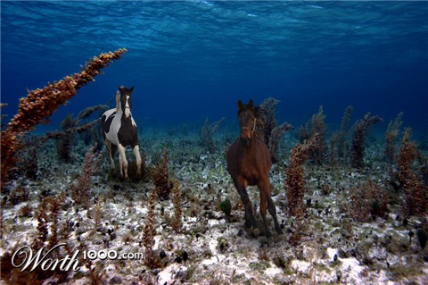 Photoshop Design by dehlius