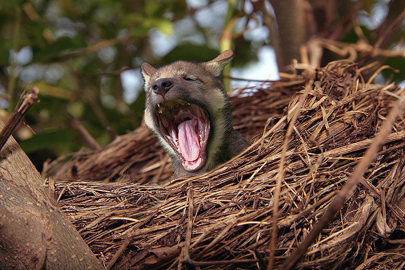 Photoshop-Design von RickLaMesa für DesignCrowd (Community Contests) | Design #9015254